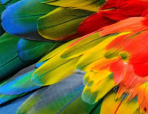 Feathers: The Blueprint of Innovation