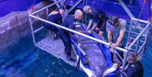 A New Home in Abu Dhabi: African Manatees Thrive and Inspire Conservation