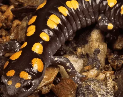 Tree-Dwelling Salamanders' Secret Grip